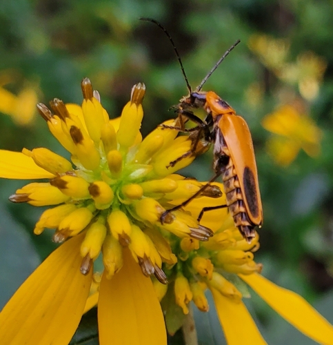 Goldenrod Soldier Beetle