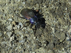 Carabus regalis
