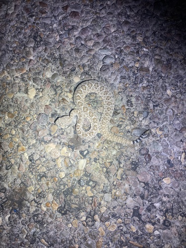 Western Diamond-backed Rattlesnake
