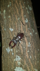Lucanus cervus