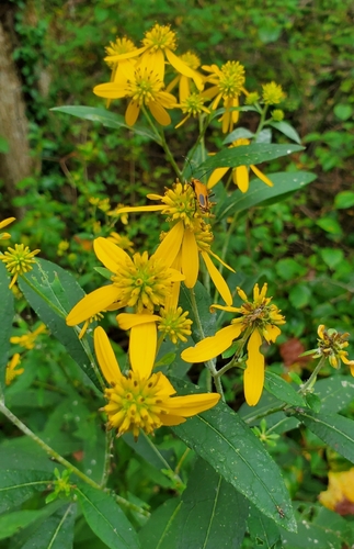 Wingstem