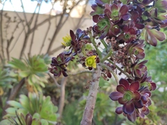 Aeonium arboreum
