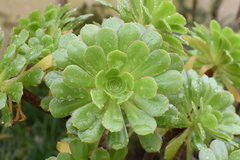 Aeonium arboreum