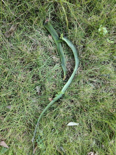 Chinese Green Snake