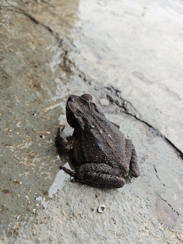 Ornate Forest toad