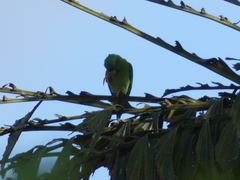 Brotogeris jugularis