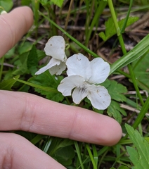 Viola striata