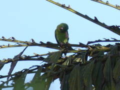 Brotogeris jugularis