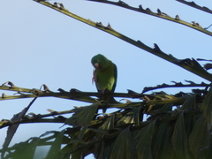 Brotogeris jugularis