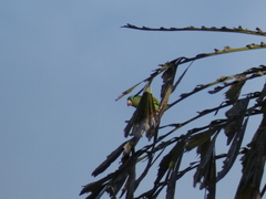 Brotogeris jugularis