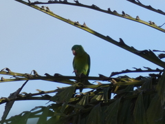 Brotogeris jugularis