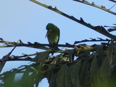 Brotogeris jugularis