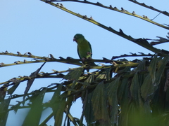 Brotogeris jugularis