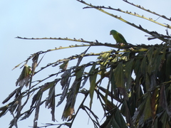 Brotogeris jugularis