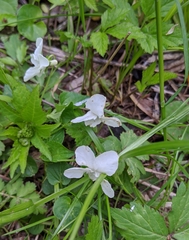Viola striata