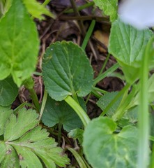 Viola striata