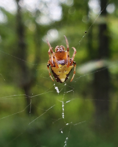 Arrowhead Orbweaver