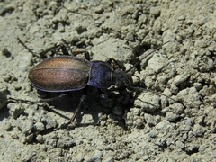 Carabus regalis