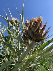 Cynara