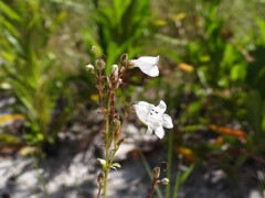 Penstemon multiflorus, photograph (c) geosesarma, some rights reserved (CC BY)