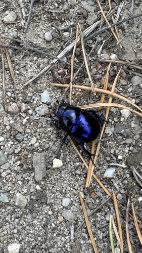 Springtime Dung Beetle