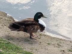 Anas platyrhynchos domesticus