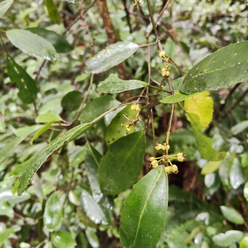 Raukaua simplex, photograph 3