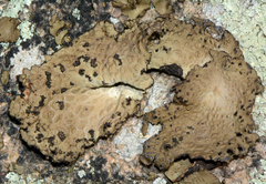 Lasallia pensylvanica