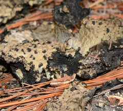 Lasallia pensylvanica