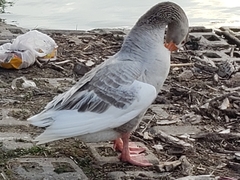 Anser anser × cygnoides