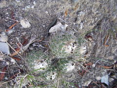 Coryphantha durangensis durangensis