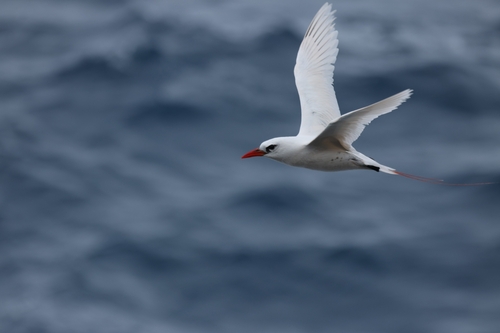 Phaethon rubricauda observed 2026-09-06
