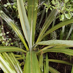 Cordyline indivisa, photograph (c) John Barkla, some rights reserved (CC BY)