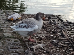 Anser anser × cygnoides