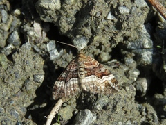 Xanthorhoe biriviata