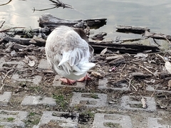 Anser anser × cygnoides