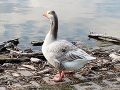 Anser anser × cygnoides