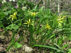 Gagea granulosa