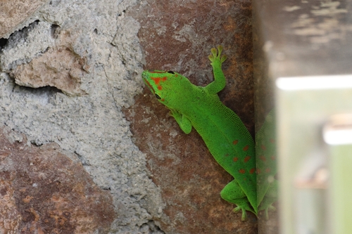 Phelsuma grandis observed 2026-09-06