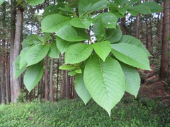 Clethra barbinervis