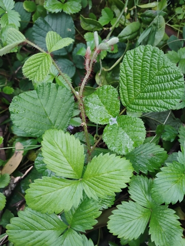Rubus ellipticus observed 2026-09-06