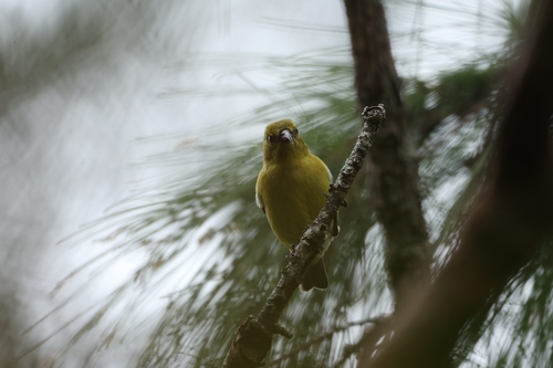 Chlorodrepanis flava observed 2026-09-06