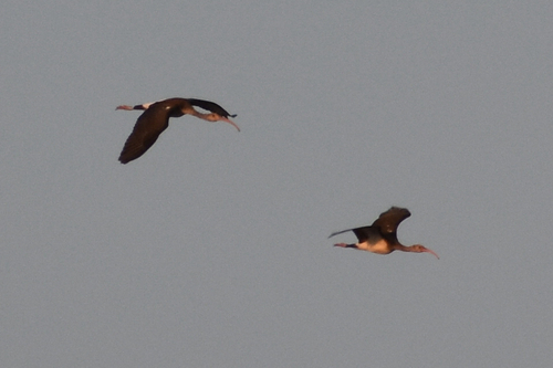 White Ibis