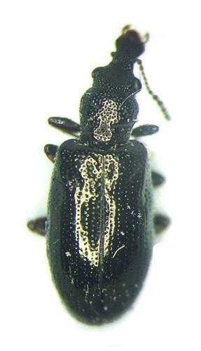 Greenish-gold Narrow-waisted Bark Beetle
