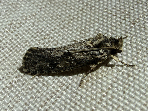 iNaturalist observation photo of Grass Tubeworm Moths