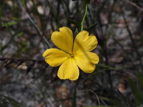 Piriqueta cistoides, photograph 6
