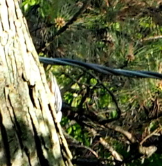 Sitta carolinensis