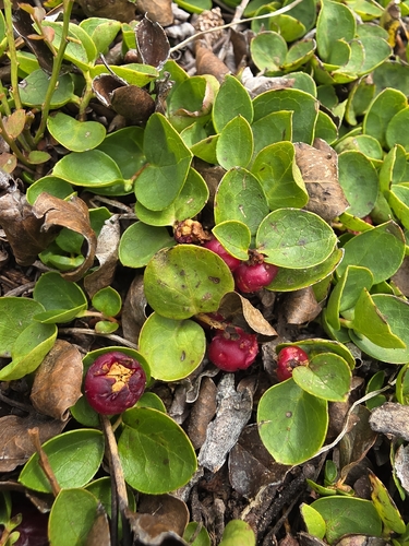 Gaultheria humifusa, photograph 1