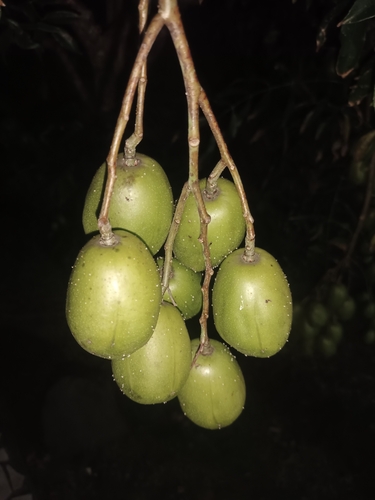 Spondias dulcis observed 2026-09-03