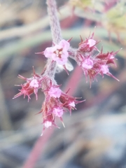 Chorizanthe staticoides